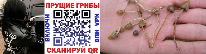 Купить  Воронеж  Псилоцибиновые грибы ЛСД 